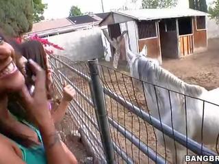 Gà con sự nịnh hót tại các ngựa trang trại kẹp